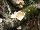 PICTURES/Oregon Coast Road - Fort Clatsop/t_Shrooms - White Petals4.jpg